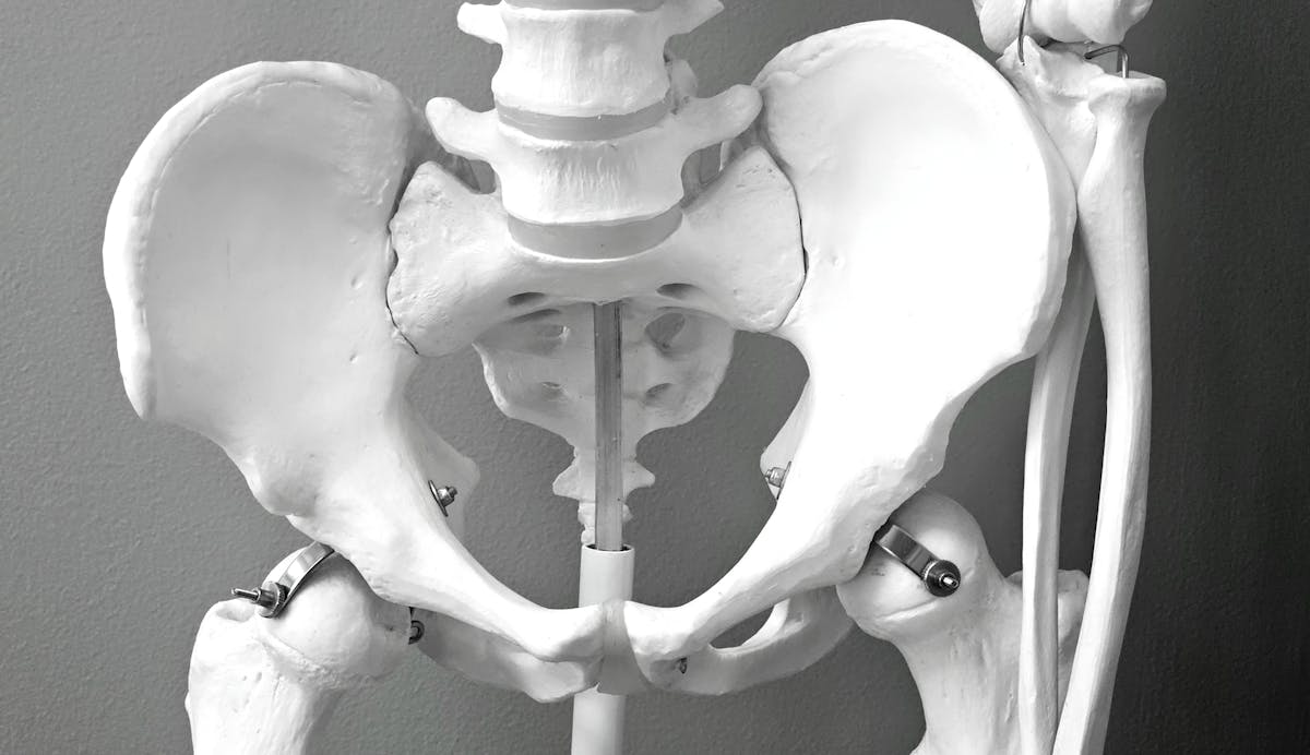 Anatomical model of the human pelvis showing the ilium, sacrum, pubic symphysis, and hip joints where the pelvic floor muscles attach